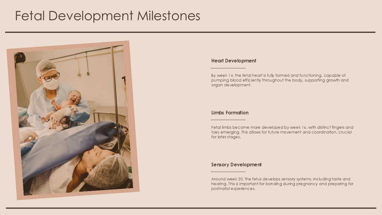 Fetal Development Milestones Fetal Development Milestones