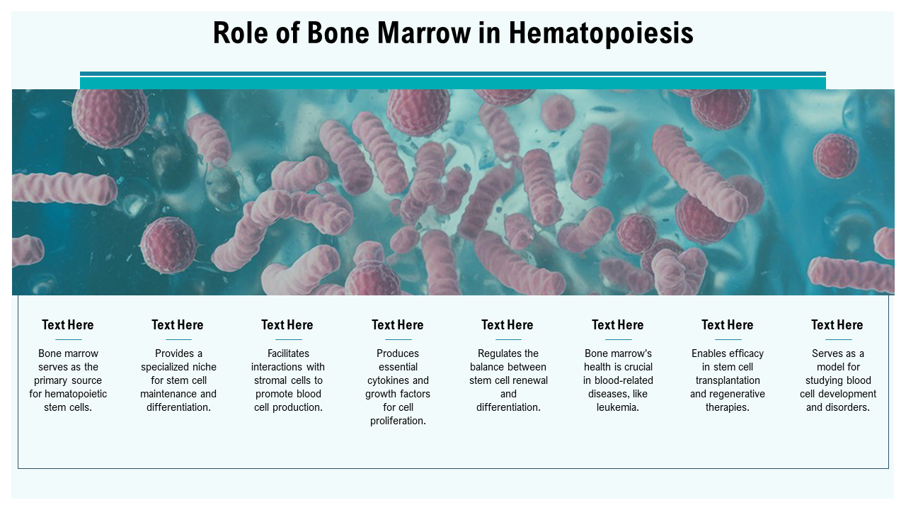 hematopoiesis_stem_cells_ppt_graphics_acp_slide_6 1