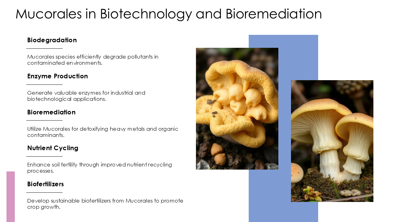Mucorales in Biotechnology and Bioremediation