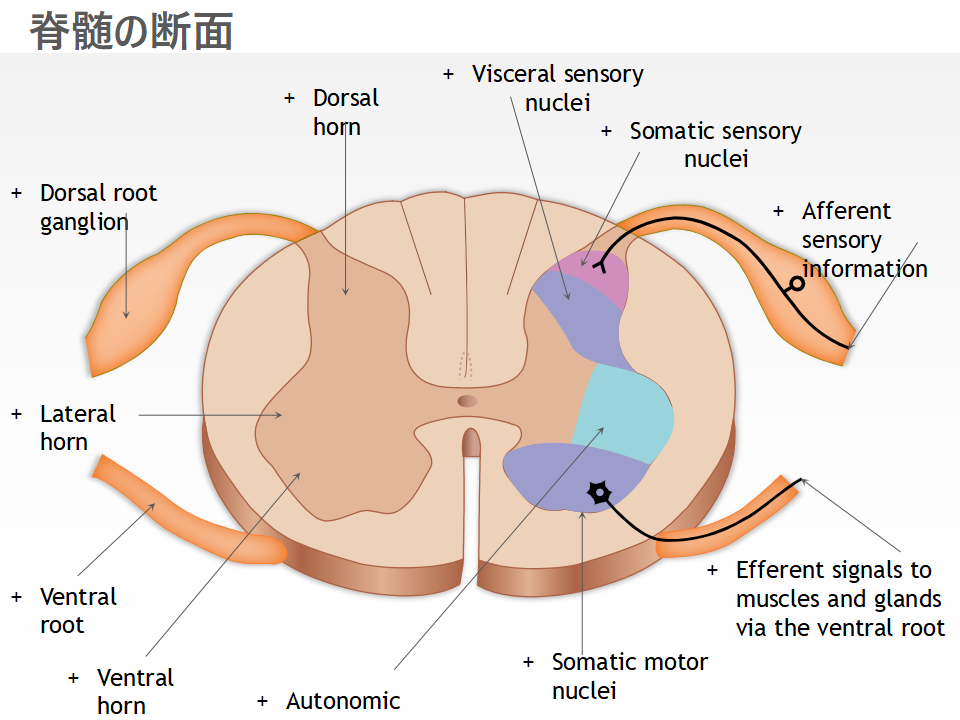 脊髄の断面 脊髄の断面