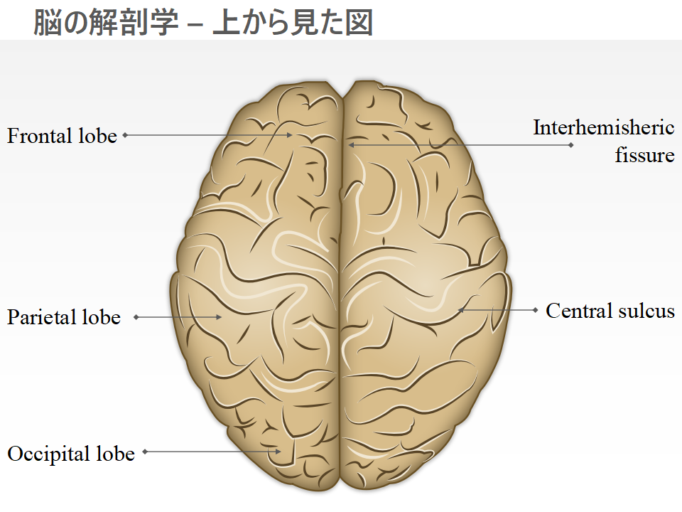 脳の解剖学 – 上から見た図 脳の解剖学 – 上から見た図