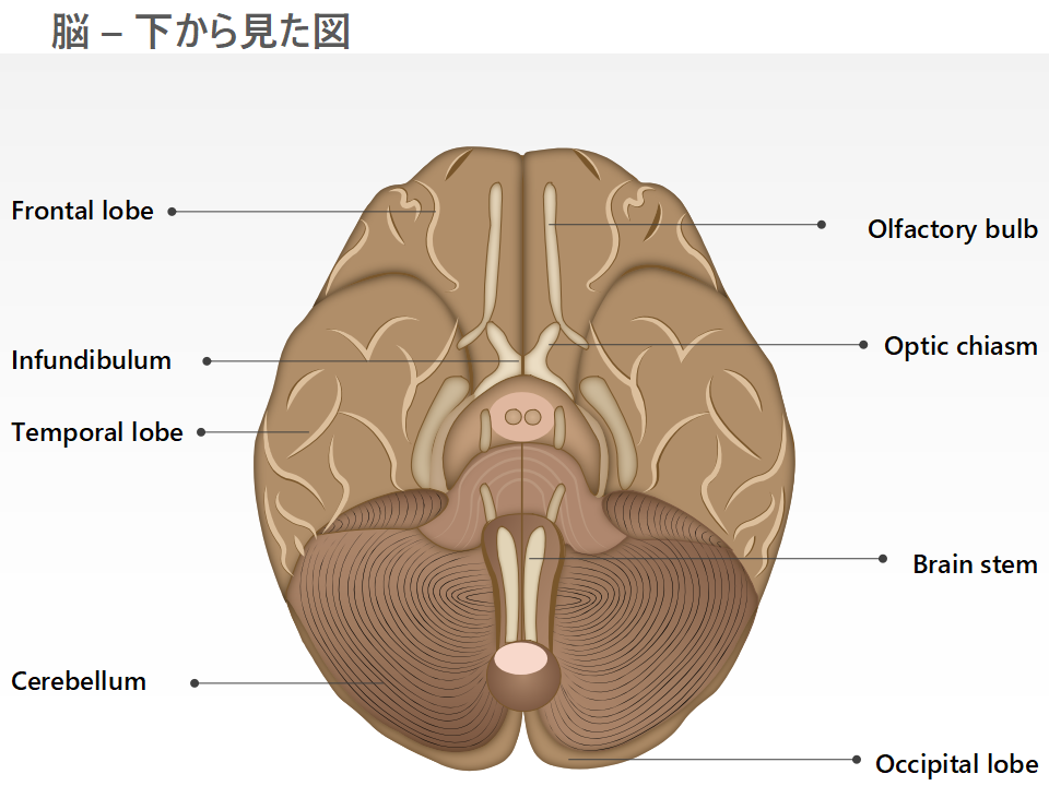 脳 – 下から見た図 脳 – 下から見た図
