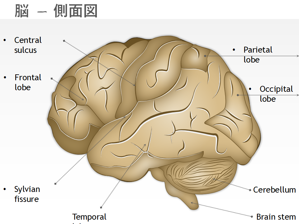 脳 – 側面図 脳 – 側面図