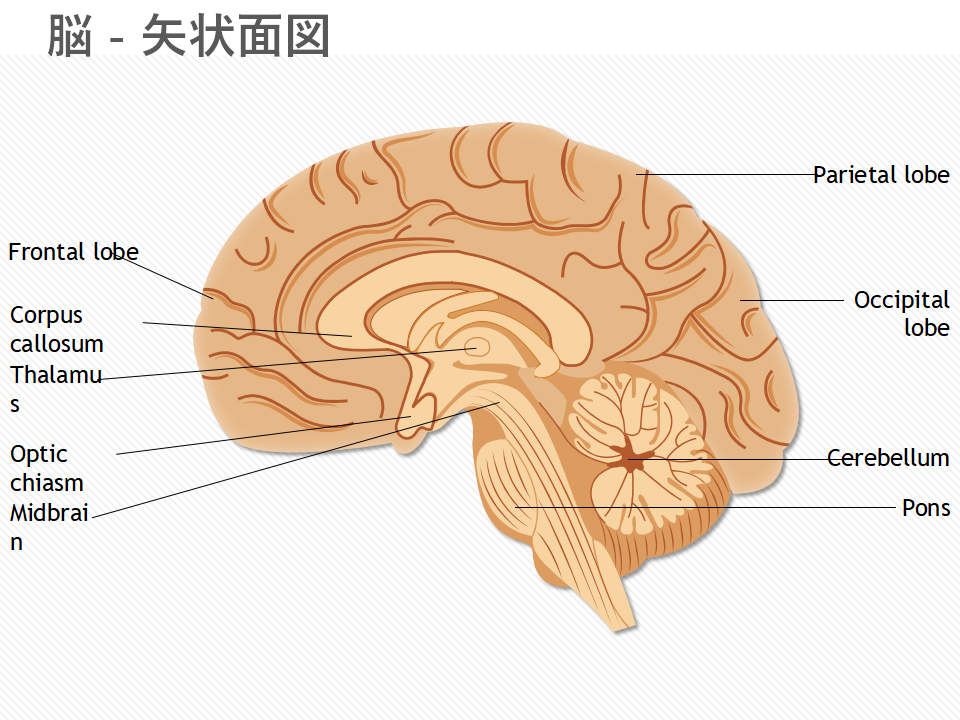 脳 矢状面図 脳 矢状面図