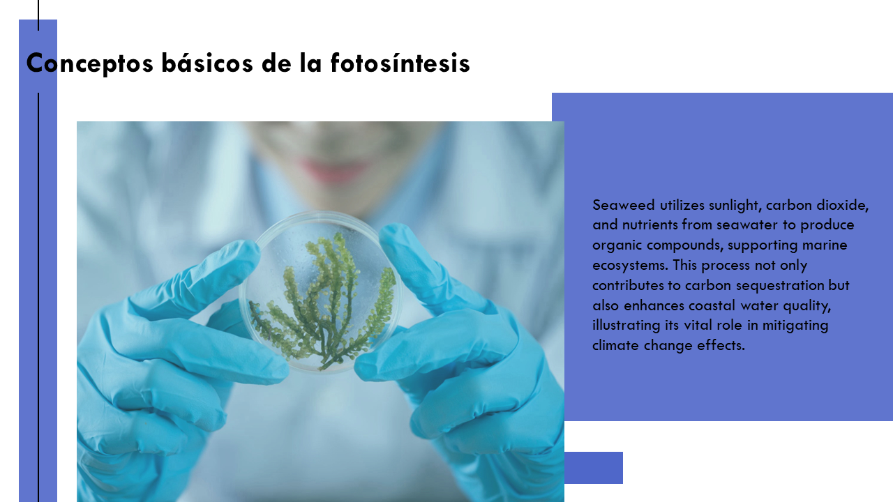 Conceptos basicos de la fotosintesis