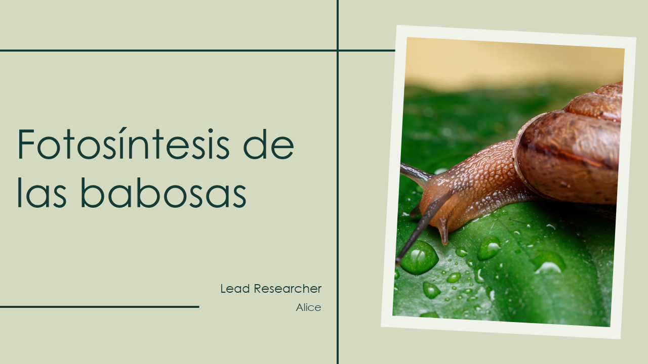 Fotosintesis de las babosas
