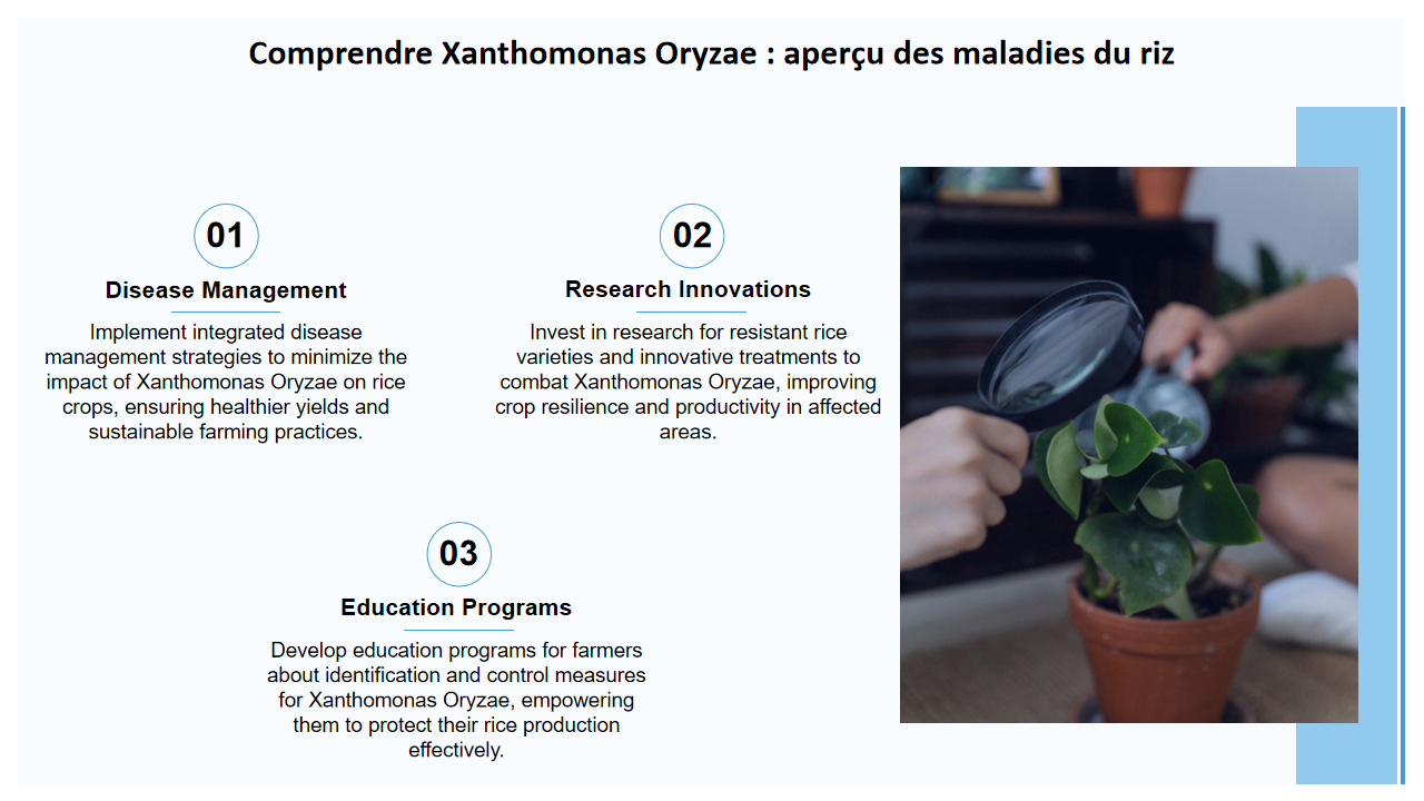 Comprendre Xanthomonas Oryzae apercu des maladies du riz 