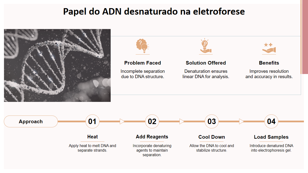 Papel do ADN desnaturado na eletroforese Papel do ADN desnaturado na eletroforese