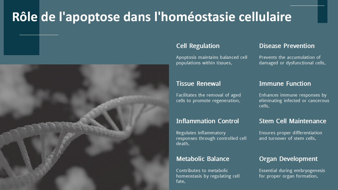 Role de lapoptose dans lhomeostasie cellulaire Role de lapoptose dans lhomeostasie cellulaire