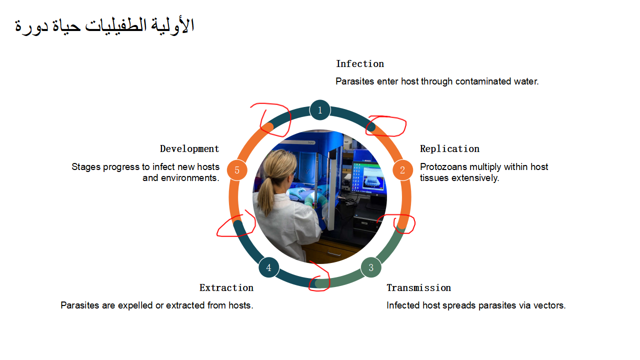 دورة حياة الطفيليات الأولية